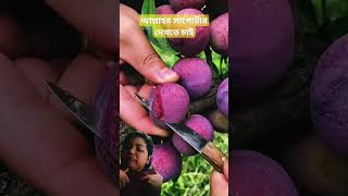 Fresh fruits shotrsshortvideo fruit graminlife [upl. by Kevina]