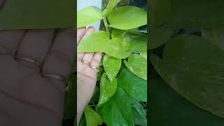 My beautiful neon pothes ☘️plants shortvideo ☘️☘️💕💕 [upl. by Grosmark]