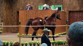 AQHA Stallion A Regal Choice at Heritage Place 2019 [upl. by Enidlareg]