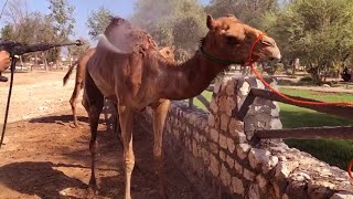 How to wash a Camel Cleaning a Camel Washing a Camel Maintaining a Camel [upl. by Nyar516]