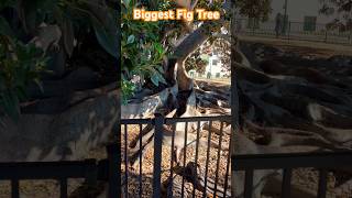 Balboa Park Moreton Bay Fig Tree One of the largest trees of its kind in California [upl. by Rocker]