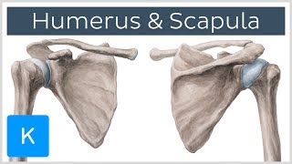 Humerus und Scapula  Anatomie des Menschen  Kenhub [upl. by Anatnas]