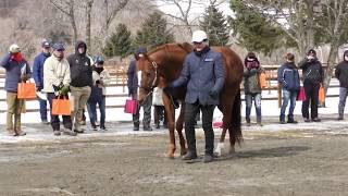 ハクサンムーン Hakusan Moon  レックススタッド種牡馬展示会2019 [upl. by Catto]