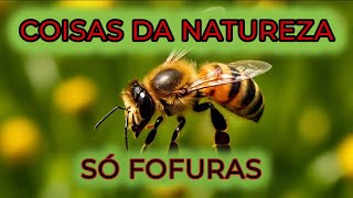 PARA OS AMANTES DA NATUREZA [upl. by Agnese]