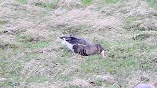 Russian Whitefronted Goose Marshside 29321 [upl. by Reena]