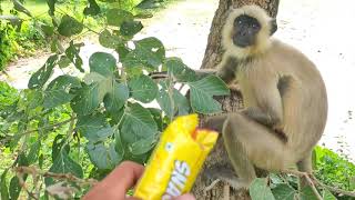 Hanumanji ka video Bandar wala video Langur wala video Monkey wala video [upl. by Tonjes]