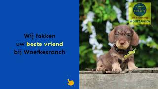 Dwergteckel pups te koop woefkesranch [upl. by Aicila]