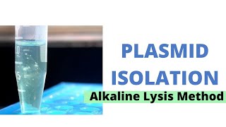 Plasmid isolation Principle  Alkaline Lysis Method  Traditional Method [upl. by Nyrol]