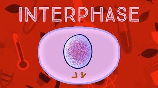 Interphase Animation [upl. by Neuburger]