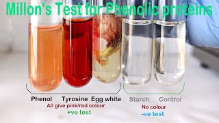 Millons Test Practical Experiment [upl. by Sheela]