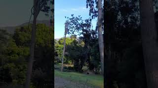 Morning view and natural sounds in Cibodas Botanical Gardens nature naturesounds relaxationvideo [upl. by Cullie]