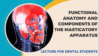 II1  Functional anatomy and components of the masticatory apparatus [upl. by Aineg]