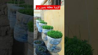 مذهل زراعة الكزبرة المعلقة فى البلكونة بدون مساحة ولا رى اا Amazing hanging coriander cultivation [upl. by Nyleaj]