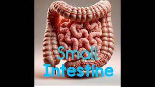 Small Intestine humanbody intestine digestion humanfood digestivesystem [upl. by Atteloiv249]