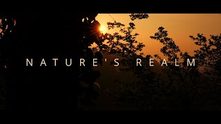 Natures Realm  Cinematic 4K Film  UK Wildlife [upl. by Nais]