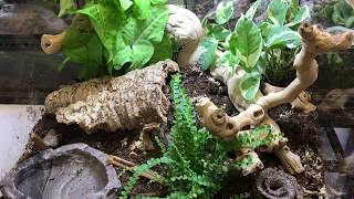 How to setup a bioactive terrarium for a Ball Python [upl. by Clyte]