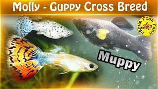 How to breed Molly and guppy fish cross breed Muppy [upl. by Norrek671]