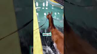 Adorable horse learning to swim 🐴 🥹 🎥 TikTokjohndina3 [upl. by Salina]