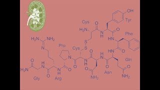 Vasopresina Hormona Antidiurética [upl. by Aikmat376]