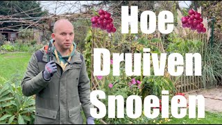 Wat is de beste manier om druiven te snoeien Deze 8 stappen zijn essentieel  De Moesketier [upl. by Derk]