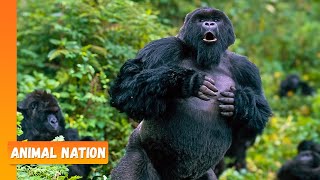 Gorillas Beating Chest  Animal Nation [upl. by Erhard]