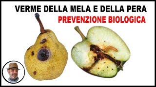 VERME DELLA MELA E DELLA PERA COME FARE LA PREVENZIONE BIOLOGICA [upl. by Hemphill]