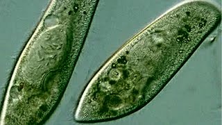 Paramecium  Pantoffeltierchen [upl. by Annaek]