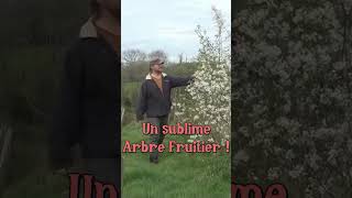 Un fruitier beau et bon  permaculture [upl. by Dasie]