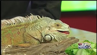 DeYoung Family Zoo Godzilla the Iguana [upl. by Einatirb282]