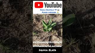 UNtonganazibomvauMfanakazihlanjanaDrimia Elata By Kholo Khumalo TV 📺 [upl. by Aseretairam]