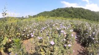 Wild Petunia  Ruellia humilis Harvest at Ion Exchange [upl. by Hceicjow]