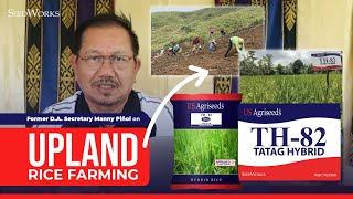 Former DA Secretary Manny Piñol on Upland Rice Farming using the TH82 TATAG Hybrid of SeedWorks [upl. by Saenihp127]