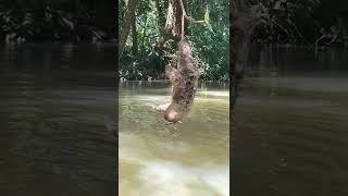 🦥ThreeFingered Sloth Hanging Over a River in Costa Rica [upl. by Bakki]