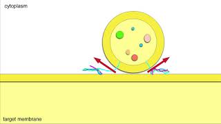 Vesicle Fusion Membrane Docking and Cargo Release [upl. by Johansen]