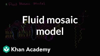 Fluid mosaic model of cell membranes  Biology  Khan Academy [upl. by Rufe]