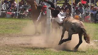 Jineteada en Clina en Faustino Parera Dia Domingo Octubre 2023 Urdinarrain Entre Rios [upl. by Leunas]