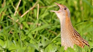 Bird sounds Corncrake call [upl. by Nitas]