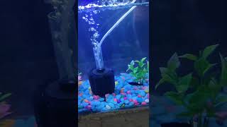 Fish tank 🐬aquarium 🐟fishtank fish guppy betafish fishaquarium beta [upl. by Ecydnak]