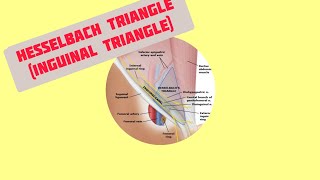 Hesselbach Triangle Inguinal triangle [upl. by Gow]