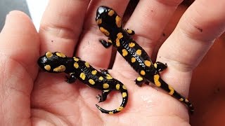 Young Fire Salamanders Feeding Time  Fütterung der juv Feuersalamander Salamandra s terrestris [upl. by Nahseez528]