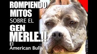 EL GEN MERLE MITO O VERDAD  AMERICAN BULLY MERLE 1 [upl. by Oirevas]