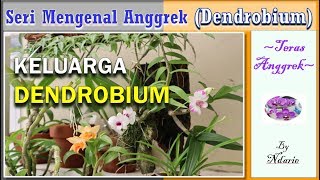 KELUARGA BESAR ANGGREK DENDROBIUM [upl. by Uyerta910]