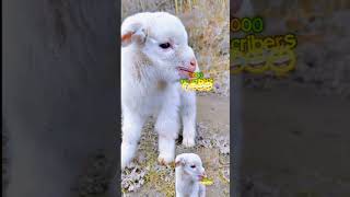 White Baby Goat Wants 1000 Subscribers [upl. by Atinal]