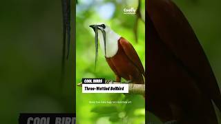 The Funniest Birds  Threewattled bellbird birds funnyanimals wildlife crazybirds funnybirds [upl. by Uriah]