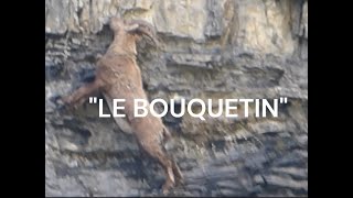 quotVIE SAUVAGEquotLE BOUQUETIN [upl. by Fahey552]