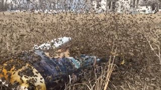 Open Dry Feeding Honey Bees terrific activity around the feeders today  April 15 2019 [upl. by Einnaffit755]