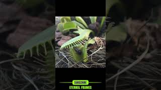 Plant Eats Bugs 🌱🦗 Natures Ultimate Predator shorts [upl. by Omsoc353]