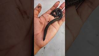 Shieldtail Snake  खापरखवल्या साप 🐍🥰 अकोला जिल्हा सर्पमित्र  Akola sarpmitra youtube snake [upl. by Ailenroc]