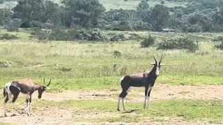 African Rhapsody Bontebok Zebras and Wildebeests in Green Harmony [upl. by Edan806]