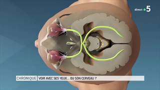 Voir avec ses yeuxou le cerveau [upl. by Durarte755]